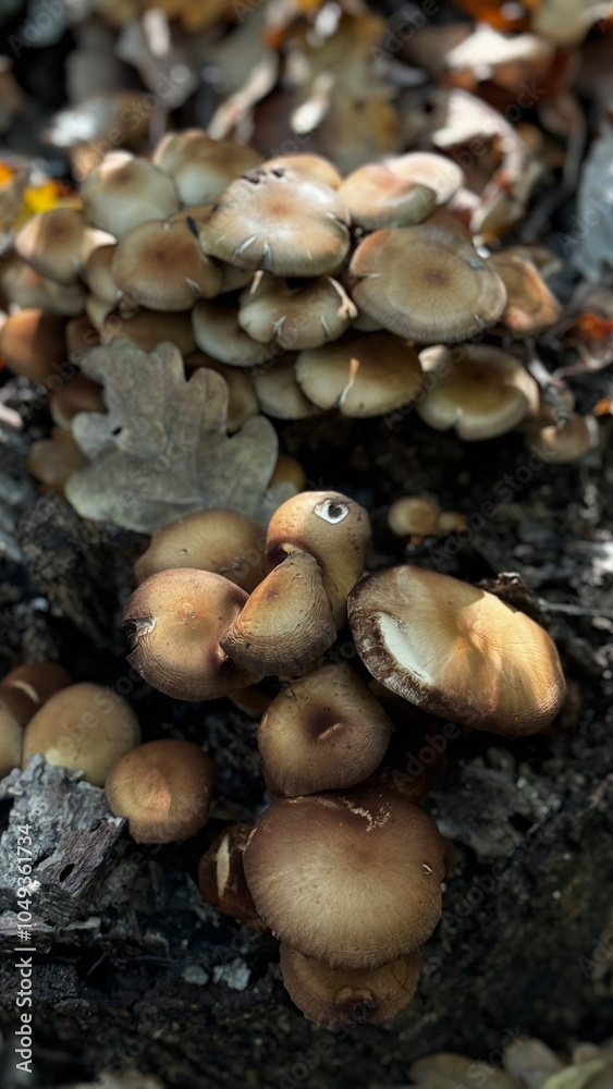 A diverse group of mushrooms is growing atop a large rock surface A diverse group of mushrooms is growing atop a large rock surface
