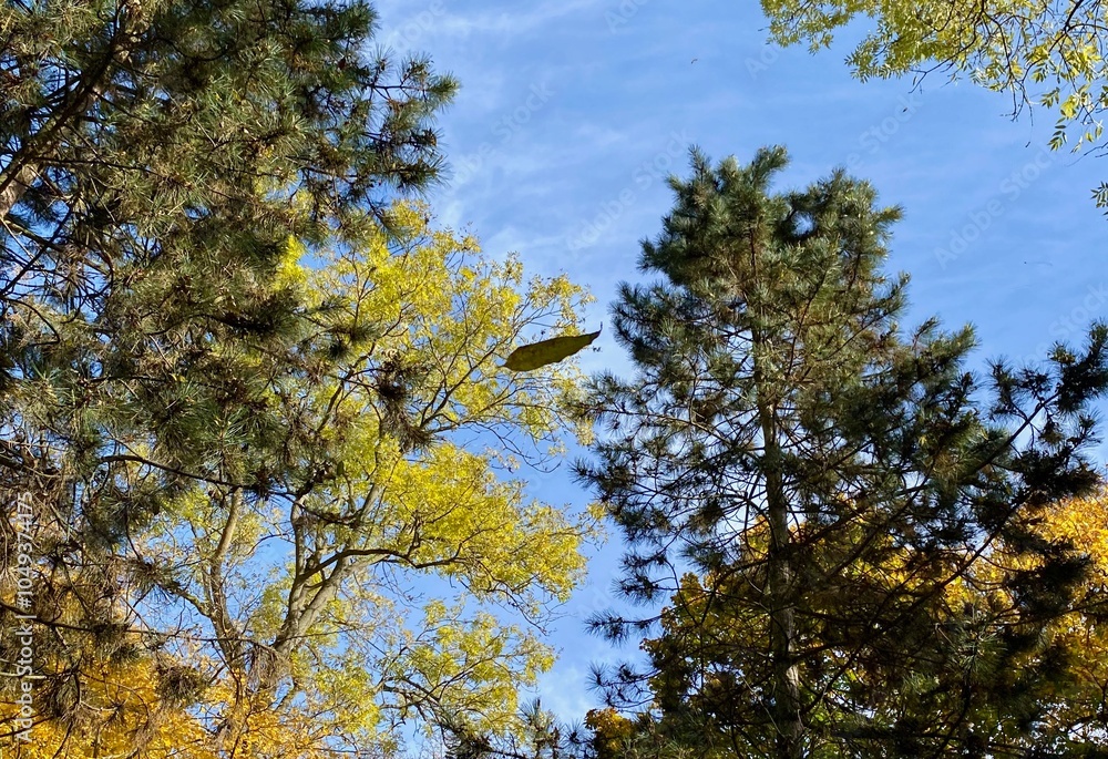 Obraz premium Der Stadtpark von Nordhausen mit der Zorge und dem Gondelteich an einem sonnigen Tag im Herbst