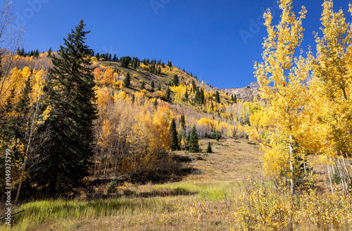 Autumn meadow mountain and aspen trees with a cloudless blue sky in Colorado, USA.