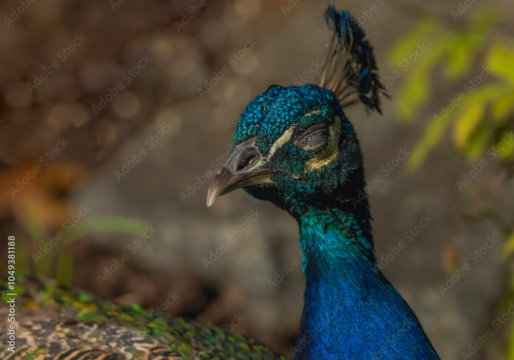 Fototapeta premium Close Up Of Male Peacock