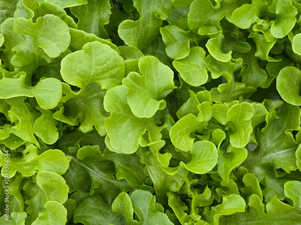 Green oak lettuce grown in a hydroponic greenhouse, photographed in an authentic, real-life farming setting without any staging, highlighting the freshness and sustainable practices of modern agricult