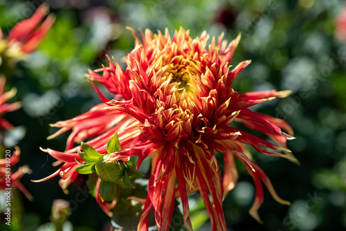 dahlia Show 'n' Tell Red flower on green background. Russian Far East photo