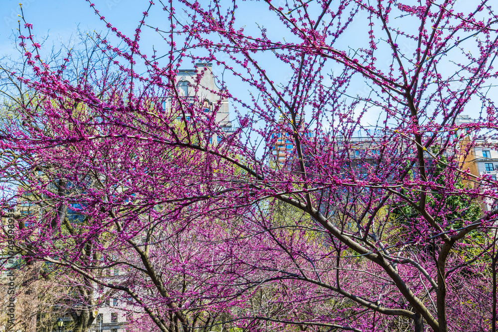 Vibrant purple blossoms on tree branches in full bloom against city backdrop, signaling arrival of spring. New York. USA. Vibrant purple blossoms on tree branches in full bloom against city backdrop, signaling arrival of spring. New York. USA.