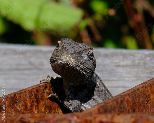 Australian Lizard Lounging Under the Sun