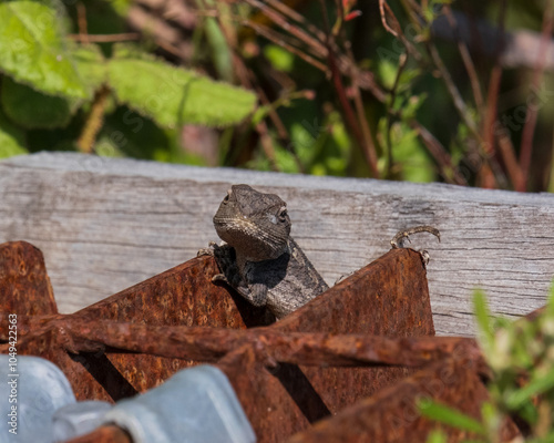 Australian Lizard Lounging Under the Sun