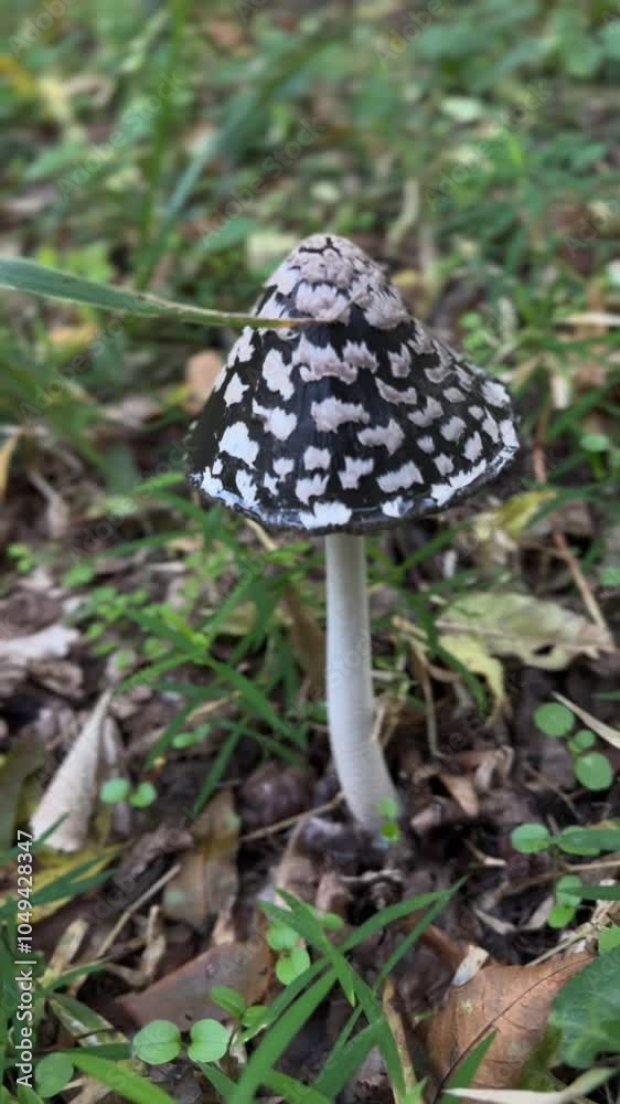Explore and Discover a Unique Spotted Mushroom Nestled Among Lush Greenery in the Forest Explore and Discover a Unique Spotted Mushroom Nestled Among Lush Greenery in the Forest