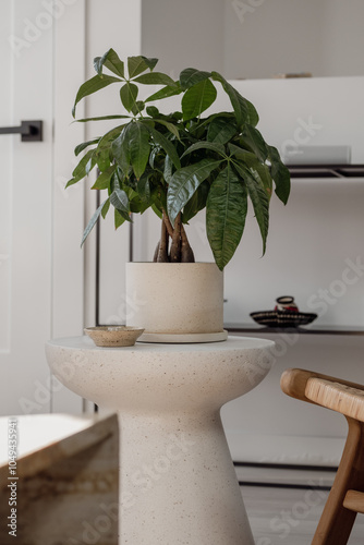 Detail of a plant on a stool. Montreal, Canada - 25th March 2024