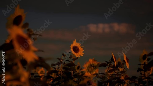 sunflowers with sunset 3D rendered