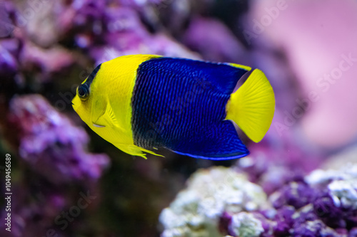 The bicolor angelfish, Centropyge bicolor, the depth range from 1 to 25 meters photo