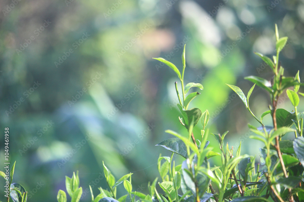 Naklejka premium Close-up of fresh, green tea leaves sprouting from a plant