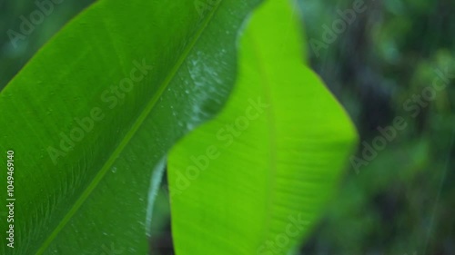 Raindrops Falling on Banana Leaves