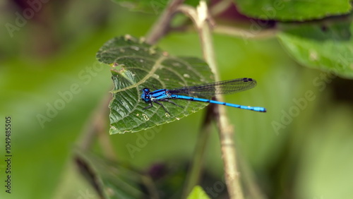 Blue damselfly perched on a leaf in the Intag Valley outside of Apuela, Ecuador photo