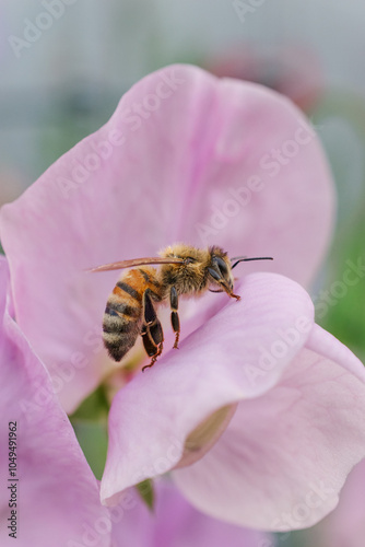 Bee on Sweet Pea