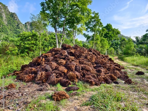 Oil Palm waste (janjangan kosong) in Kalimantan plantations is turned into organic fertilizer photo