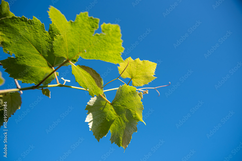 Grapevine leaves and flowers (vitis vinifera) Grapevine leaves and flowers (vitis vinifera)