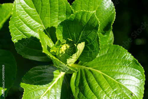 hydrangea plant and flowers (Hydrangea macrophylla)