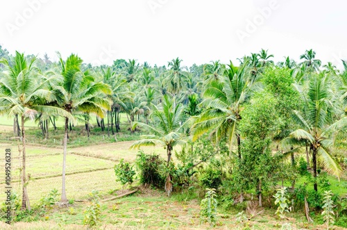Wallpaper Mural Rural landscape in India Torontodigital.ca