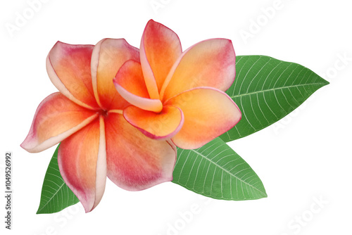 Plumeria flowers with green leaves isolated on transparent background.