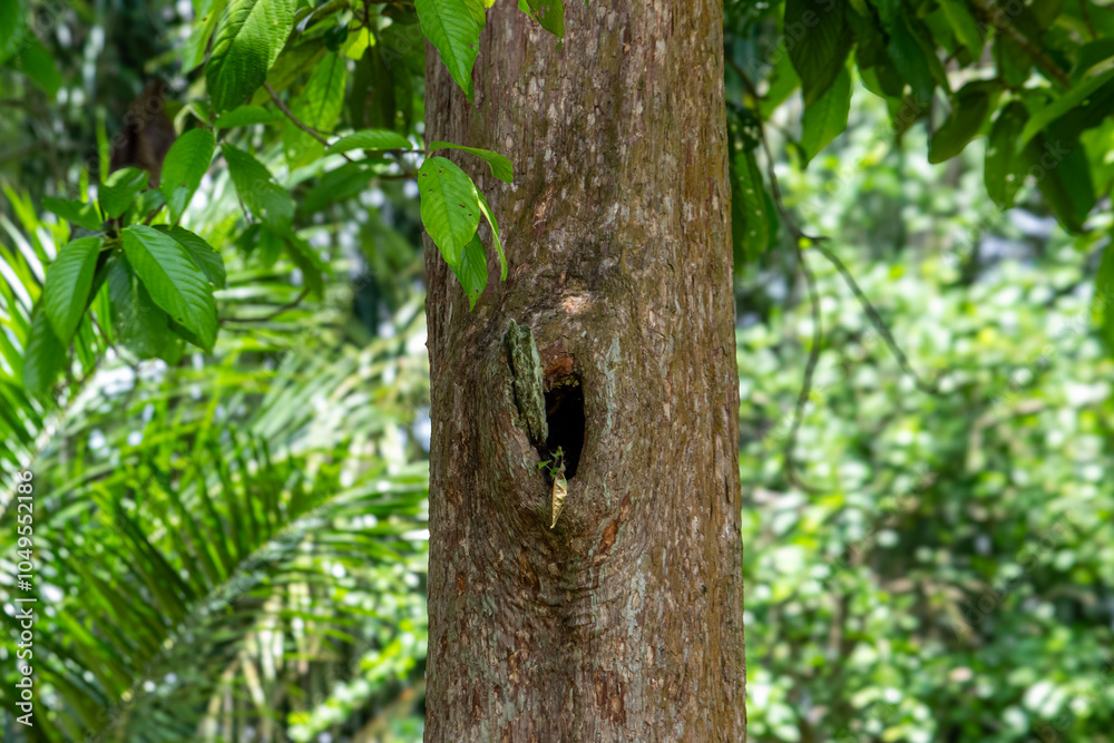Fototapeta premium bird on a tree