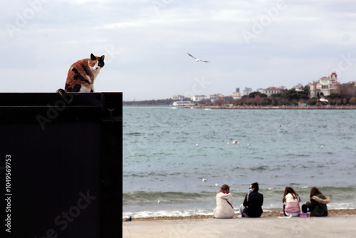 Cat overlooking beach gathering photo