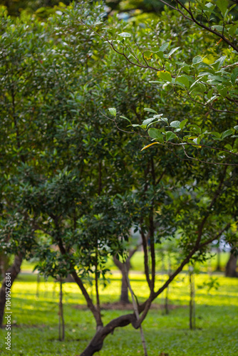 Green meadow grass in city forest park morning light