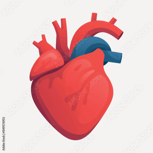 Detailed human heart illustration