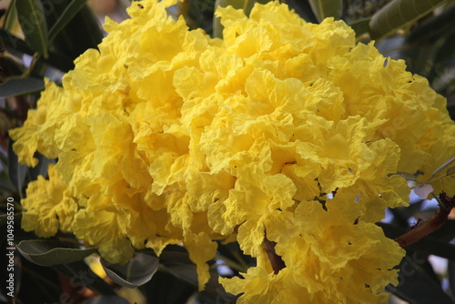 close up Tabebuya (Handroanthus chrysotrichus), Yellow Tabebuya or Golden Trumpet Tree in bloom photo