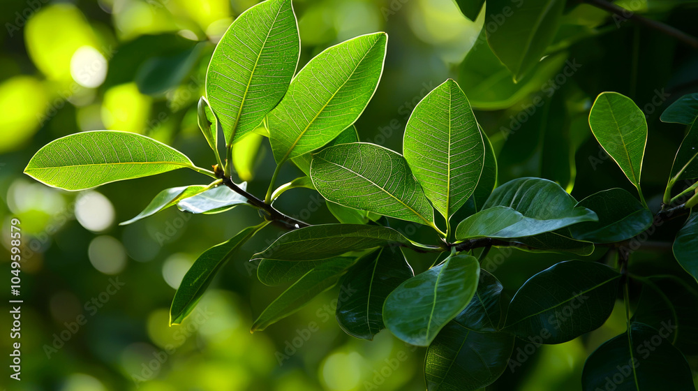A close-up of green leaves on a branch in a forest, with sunlight shining through. A close-up of green leaves on a branch in a forest, with sunlight shining through.