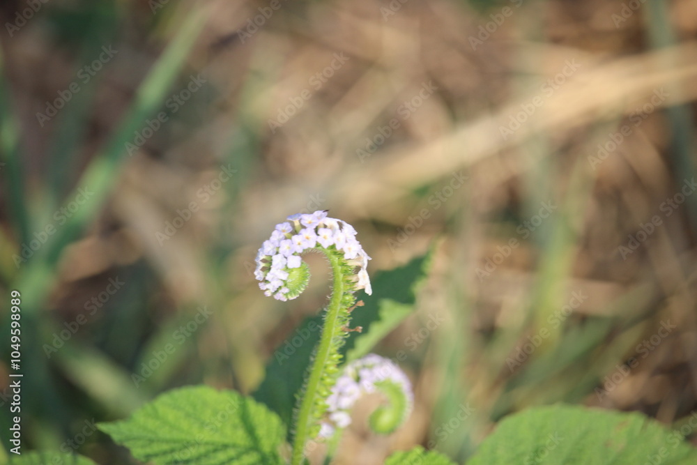 Sangketan flower or rat tail or Heliotropium indicum in bloom with its green leaves Sangketan flower or rat tail or Heliotropium indicum in bloom with its green leaves