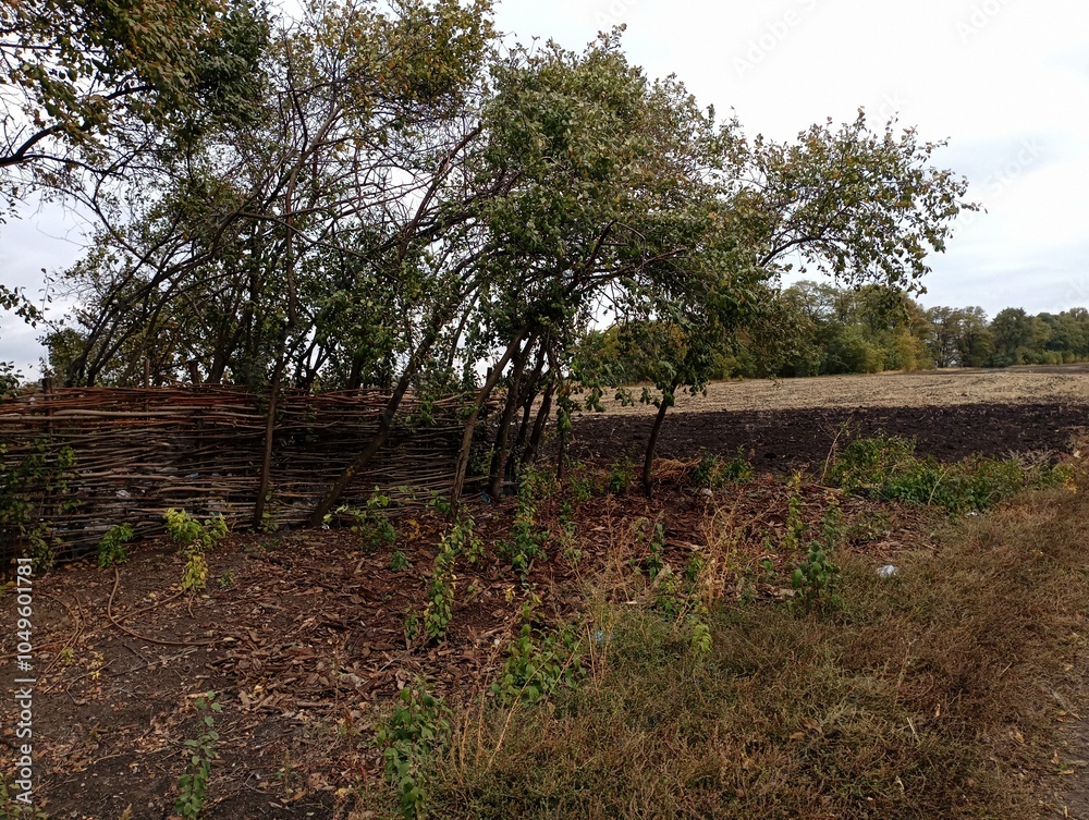 Obraz premium A picturesque landscape with a wooden wicker fence among young white acacia trees. Field landscape in autumn.