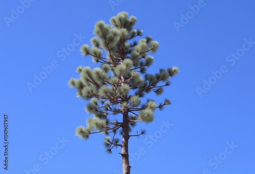 Yellow Pine A term used for various pine species with a yellowis photo