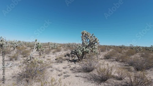 Aerial dry arid Joshua Trees of Arizona 2. Scenic Parkway Highway 93. Mountain desert valley. Dry arid environment. Natural beauty recreation area. Between Phoenix and Las Vegas. Landscape.