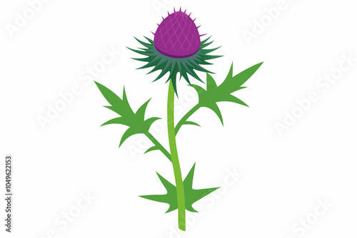 Purple flowering milk thistle on white background