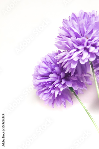 artificial flowers of violet color with negative space, isolated on white background