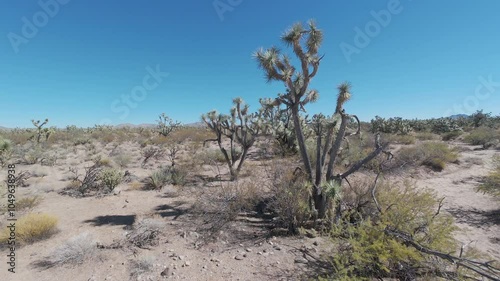 Aerial desert nature Joshua Trees of Arizona through. Scenic Parkway Highway 93. Mountain desert valley. Dry arid environment. Natural beauty recreation area. Between Phoenix and Las Vegas. Landscape.