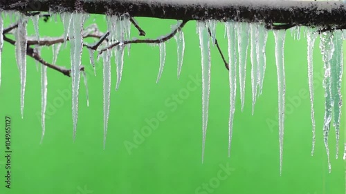 Winter Wonderland: Icicles Hanging From a Branch on a Green Screen Background