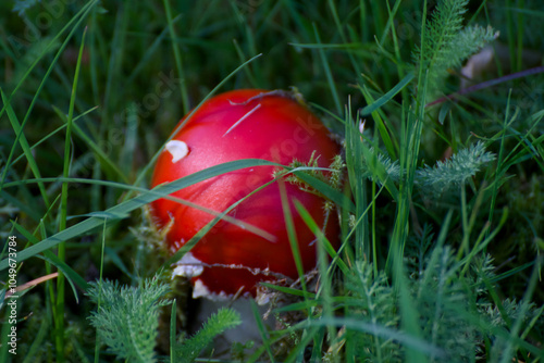 Junger Fliegenpilz in hohem Gras mit Tau in Norwegen photo