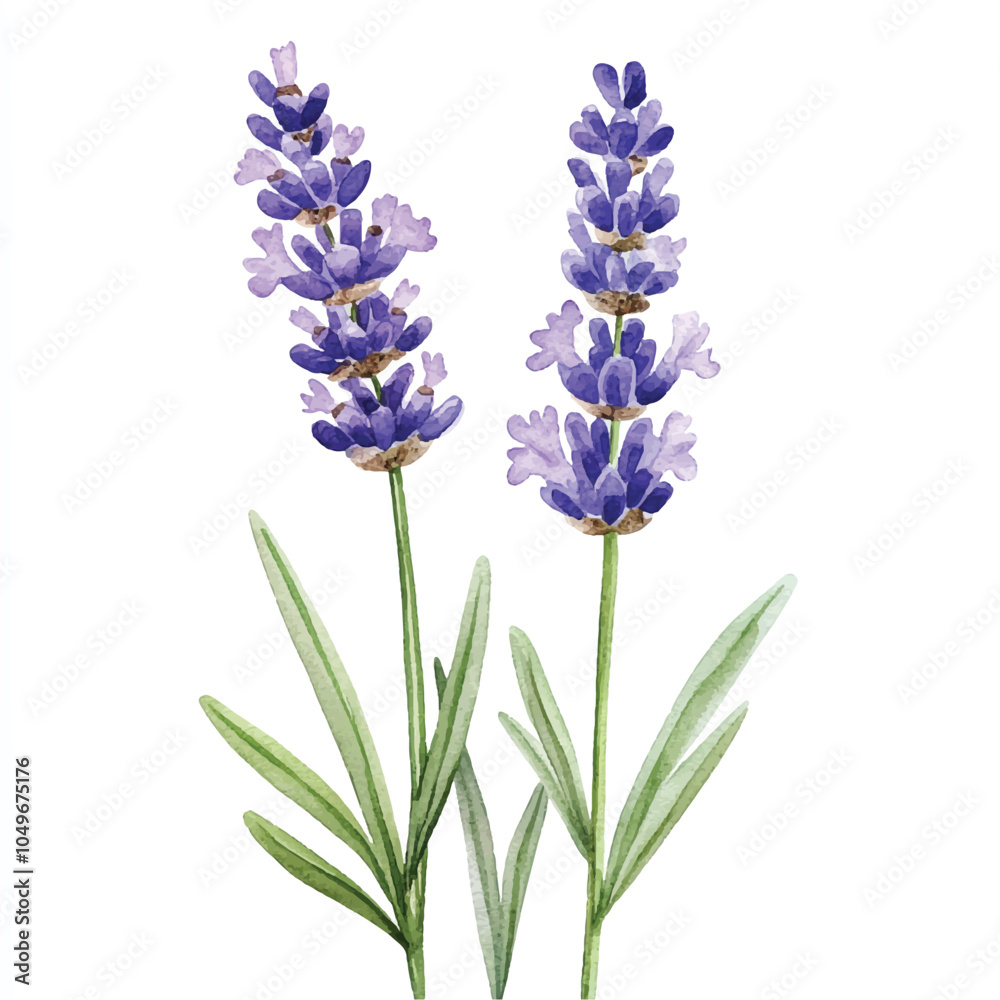 Obraz premium lavender flower watercolor clipart illustration
