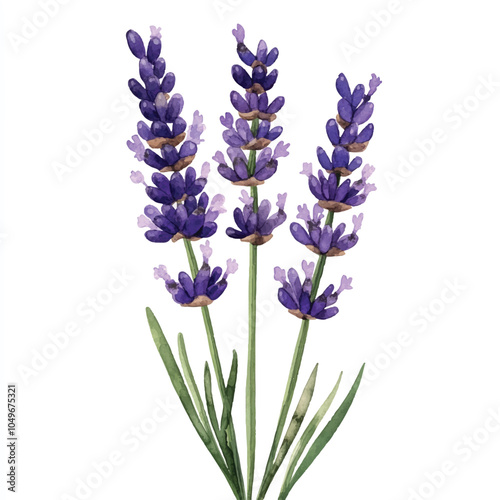 lavender flower watercolor clipart illustration