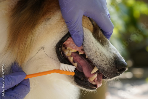 Close-up hand of a vet brushing a dog's teeth, highlighting the importance of pet dental care.