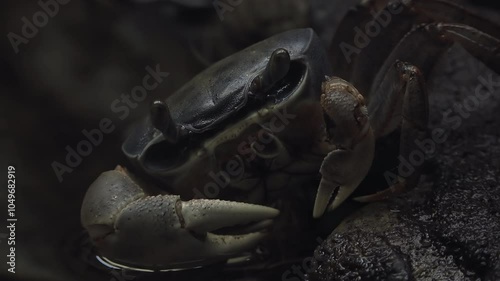 The Dungeness crab, (Metacarcinus magister), emerges from the rocks photo