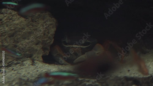 The Dungeness crab, (Metacarcinus magister), emerges from the rocks photo