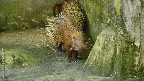 Group of Porcupines in Zoo Enclosure photo