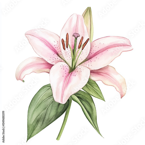 lily flower watercolor clipart illustration