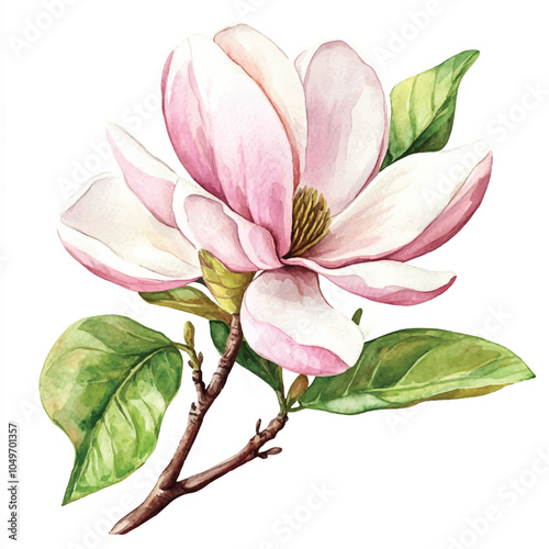 magnolia flower watercolor clipart illustration
