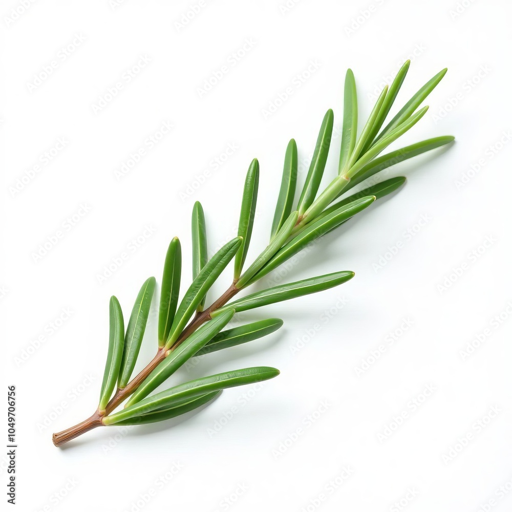 Fototapeta premium bunch of rosemary