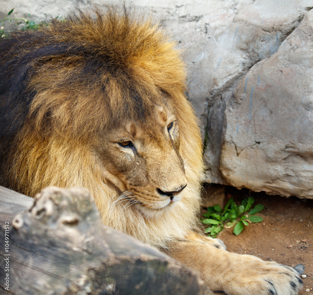 Naklejka premium Portrait of a lion in a zoo
