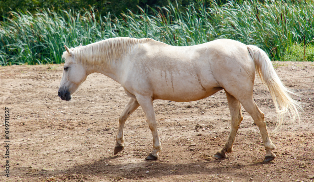 Obraz premium A white horse is walking on a dirt field