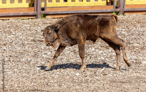 A baby bison runs in the zoo photo