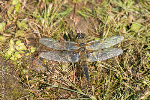 four-spotted chaser on the ground photo